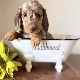 Green - Dapple male Dachshund puppy in Leoma, Tennessee from Southbound Kennel