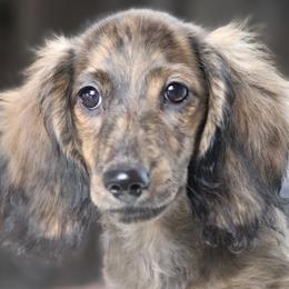 Bronco - Cream male Dachshund puppy in Azle, Texas from American Dachshunds