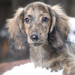 Bronco - Cream male Dachshund puppy in Azle, Texas from American Dachshunds