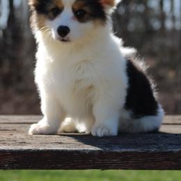 Elizabeth - Black and tan female Pembroke Welsh Corgi puppy in South Otselic, New York from Ridge Top Corgis