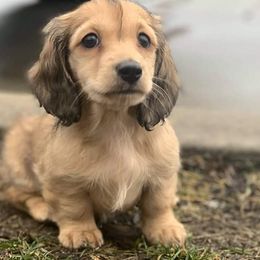 Dachshunds from Sweet Cheeks