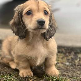 Dachshunds from Sweet Cheeks