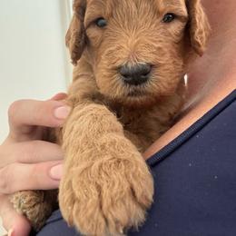 Lincoln - Apricot male Goldendoodle puppy in De Land, Florida from Rezapour Doodle Estate