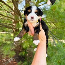 Anniston - Tri-color female Bernedoodle puppy in Wamego, Kansas from Doodles of Oz