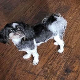 Fayleen - Shih Tzu