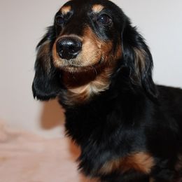 Gus - Dachshund