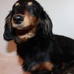 Gus - Dachshund