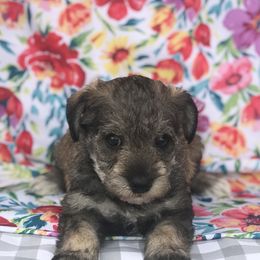 Goldendoodle, Schnoodle, and Sheepadoodle Puppies from Dood Ranch