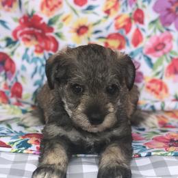 Goldendoodle, Schnoodle, and Sheepadoodle Puppies from Dood Ranch