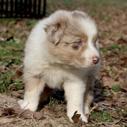 Astro-2100 - Red merle male Australian Shepherd puppy in Star City, Arkansas from Blush & Lace Aussie Co.