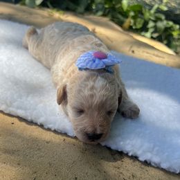 Cavapoo, Cockapoo, Goldendoodle, and Maltipoo Puppies from Perdue Puppies