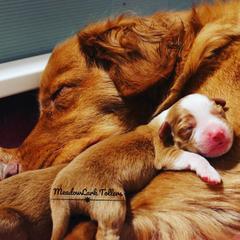 Nova Scotia Duck Tolling Retriever Puppies from Meadowlark Tollers