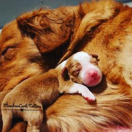 Nova Scotia Duck Tolling Retriever Puppies from Meadowlark Tollers