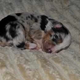Girl 3 - female Australian Shepherd puppy in Marshall, Texas from Flying S Aussies