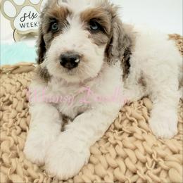 Athena - Blue merle female Bernedoodle puppy in Omaha, Nebraska from Whimsy Doodles
