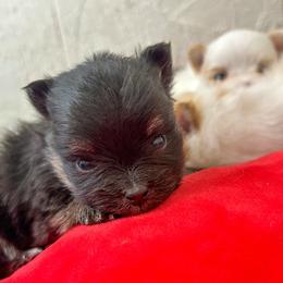 Black and tan male - Black and tan male Pomeranian puppy in Weatherford, Texas from COCO'S POMS AND FRENCHIES