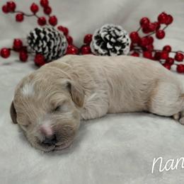 Nancy - Cream female Goldendoodle puppy in Eau Claire, Wisconsin from Fisher River Doodle's