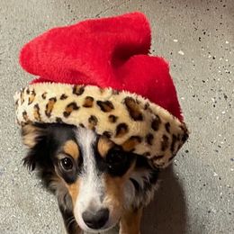 Miniature Australian Shepherd and Toy Australian Shepherd All Grown Up from Elk Creek Aussies