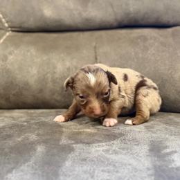 Brandy - Red merle male Miniature Australian Shepherd puppy in Oronogo, Missouri from Dutton's Show Me Farms