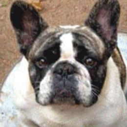 Keystone - French Bulldog