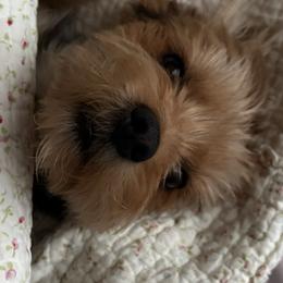Yorkshire Terriers from Sunset Ranch