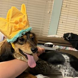 Dachshunds from Dirksen Doxies