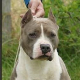 Bronszin - American Staffordshire Terrier