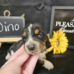 Dino - Black brown and white male Basset Hound puppy in Pleasant Lake, Michigan from Pleasant Bay Basset Hounds