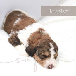 Bernedoodle and Poodle Puppies from SoFun Doodles & Poodles