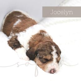 Bernedoodle and Poodle Puppies from SoFun Doodles & Poodles