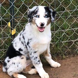 Felicity - Australian Shepherd