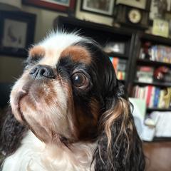 Cash - English Toy Spaniel