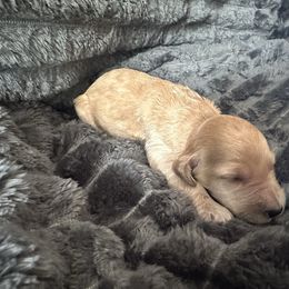Orange - Apricot female Goldendoodle puppy in Antigo, Wisconsin from Cedar River Kennel