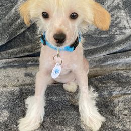 Chinese Crested Puppies from SoCal Chinese Crested