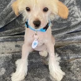 Chinese Crested Puppies from SoCal Chinese Crested