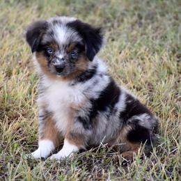 Chip - Blue merle male Miniature Australian Shepherd puppy in Evant, Texas from Lazy VT Bar Ranch