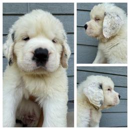 Aurora-White - Mahogany and white female Saint Bernard puppy in Ladysmith, Wisconsin from Northwoods Saint Bernards