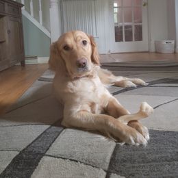 Shea - Golden Retriever