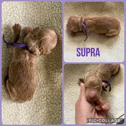 Supra - Red  female Poodle puppy in Mount Vernon, Illinois from AMC Poodles