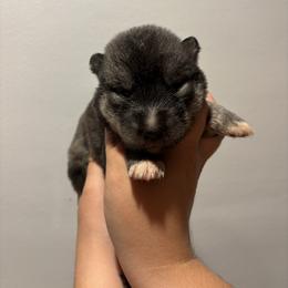 Boy 1 - Black tan and white male Siberian Husky puppy in Pelham, Alabama from Tails & Belles Dog Breeding