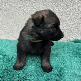 Lime Collar Girl - Sable female German Shepherd puppy in Columbus, Mississippi from Olde Wolfe German Shepherds