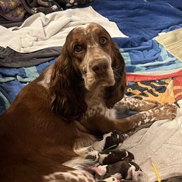 Maple Cakes - English Springer Spaniel