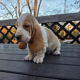 Theo 2700.00 - Red and white male Basset Hound puppy in Denison, Texas from Emma Lou's Baby Bassets