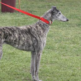 Seymor - Greyhound