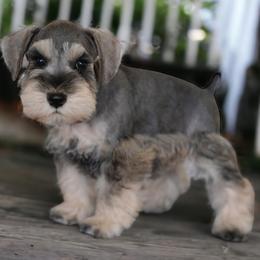 Miniature Schnauzer Puppies from Snowflake Schnauzers