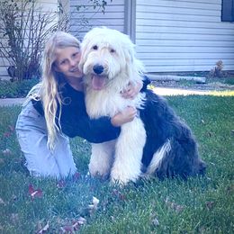 Old English Sheepdog Puppies from Heavinly Blessings Farm Pups - Old English Sheepdog Puppies