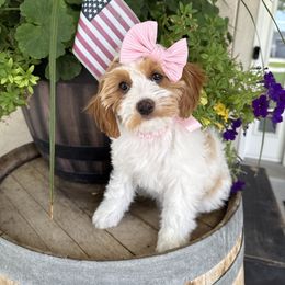 Freesia - Mint Collar - Blenheim female Cavapoo puppy in South Jordan, Utah from Simply Sweet Paws. LLC