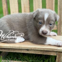 Lilac - black collar- smooth - 1650 - Lilac male Border Collie puppy in Nashville, Arkansas from Whisenhunt Farms