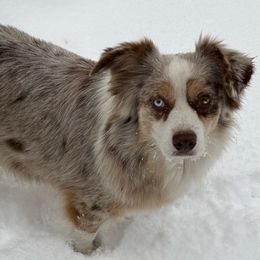 Skittles - Australian Shepherd