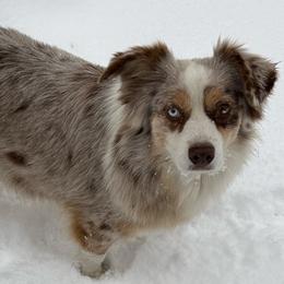 Skittles - Australian Shepherd